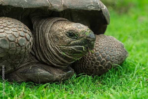 Fototapeta Close-up Portrait of an Aldabra Tortoise Eating