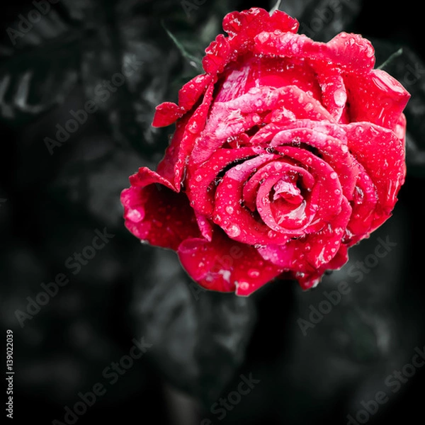 Obraz Flor destacada