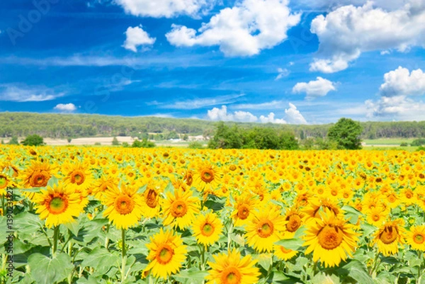 Obraz Field of beautiful sunflowers at summer day close up