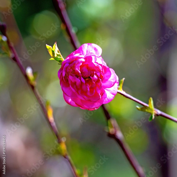 Obraz pink blossom of a flowering almond (Prunus triloba) at sunshine in spring near Tulln, Austria