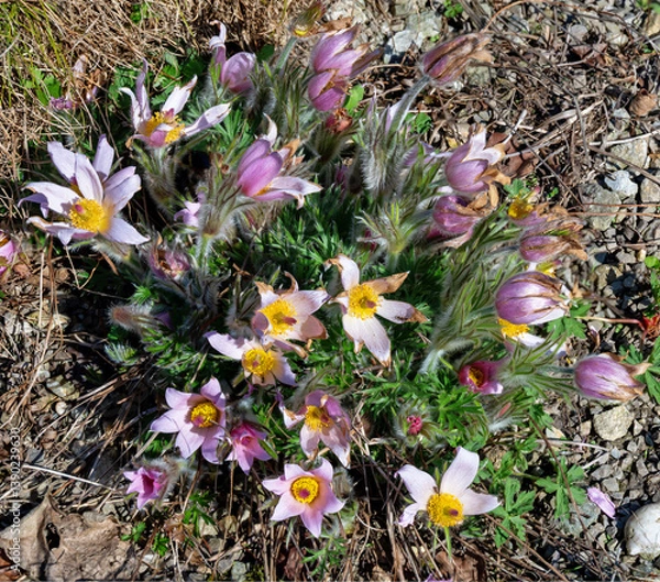 Obraz top view on a flowering spring plant "European pasqueflower" on the ground at sunshine in the garden Tulln, Austria