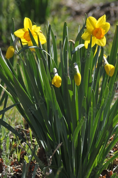 Obraz daffodils