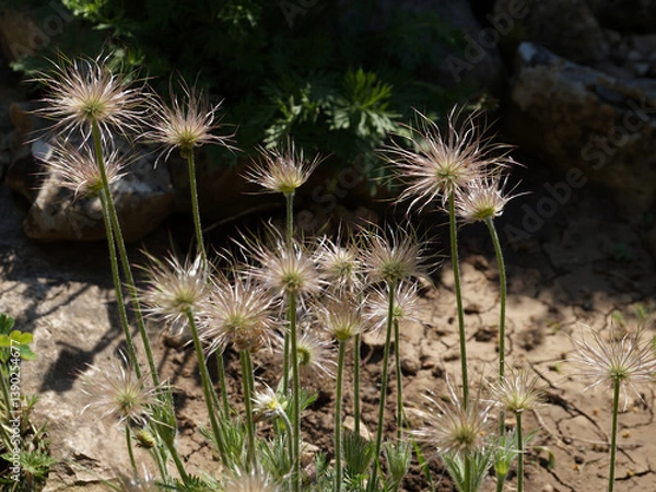 Fototapeta Fading Pulsatilla vulgaris close-up in sunlight