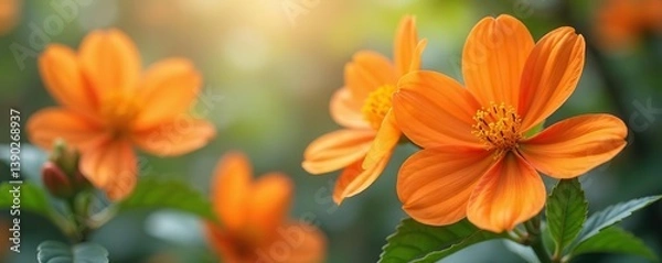 Fototapeta Orange flowers with vibrant petals and delicate leaves, perfect for adding a touch of color to any design or project,  project,  isolated