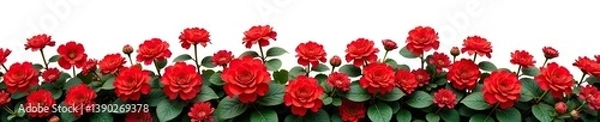 Fototapeta Red flower shrubbery with vibrant red blooms isolated on white background,  flora,  foliage