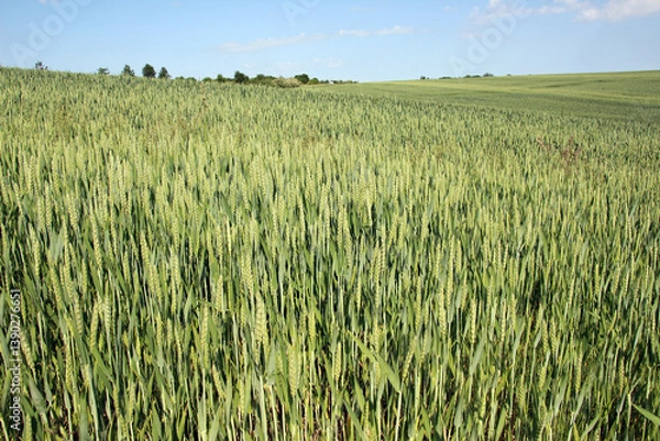Fototapeta Green winter wheat grows in a summer field