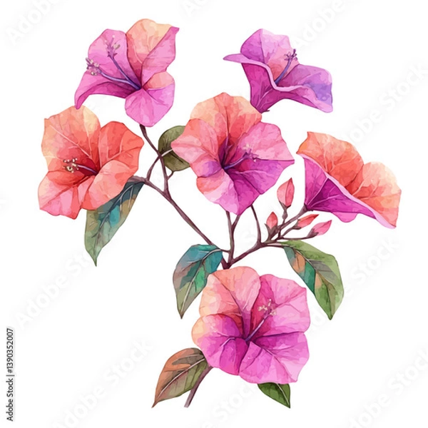 Obraz A watercolor painting of a Bougainvillea branch, isolated on a white background. Bougainvillea branch vector

