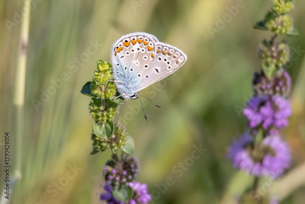Fototapeta Common blue butterfly or European common blue(Polyommatus icarus) in blooming field of herbs