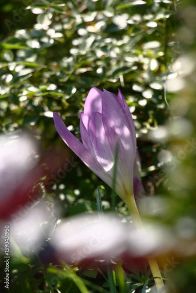Fototapeta Sunny summer day. A single flower of a colchicum among different plants in a flower bed.