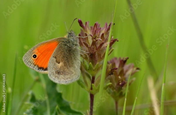 Obraz Coenonympha pamphilus 1416