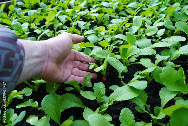 Fototapeta Farmer inspects the first shoots of young radish. Young plant in the hands of an agronomist. Red radish grows on the soil.