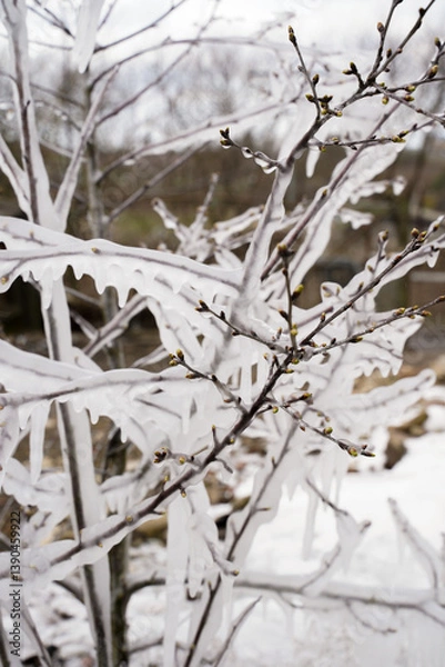 Fototapeta Young cherry tree with the first spring buds, covered in ice. The concept of an anomaly in nature. Spring frosts during flowering and the appearance of the first buds             