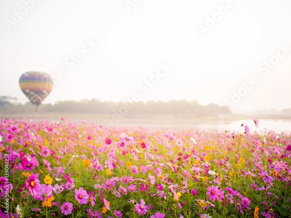 Obraz cosmos flower field on mountain