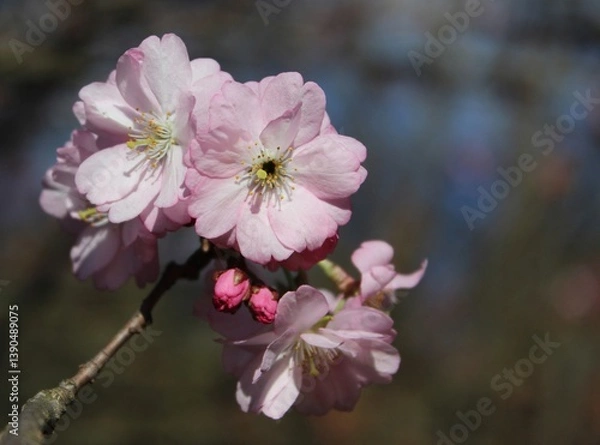 Obraz Cherry blossoms. Branches with pink flowers on the background of a spring garden. Beautiful natural background. Flowers in close-up. Delicate petals. Landscape. Spring time. Colorful background. macro