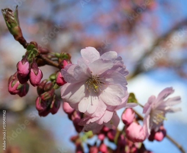 Obraz Cherry blossoms. Branches with pink flowers on the background of a spring garden. Beautiful natural background. Flowers in close-up. Delicate petals. Landscape. Spring time. Colorful background. macro