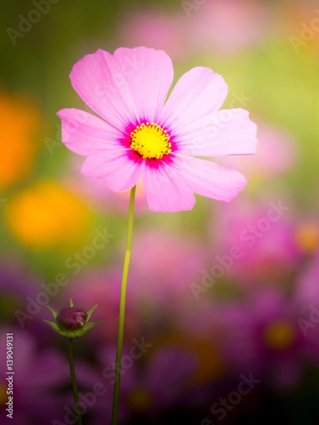 Obraz cosmos flower field on mountain