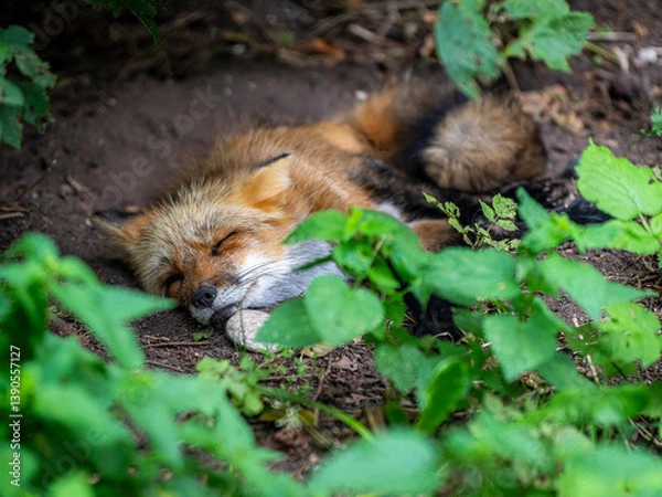 Obraz Ruhender Fuchs im Walddickicht