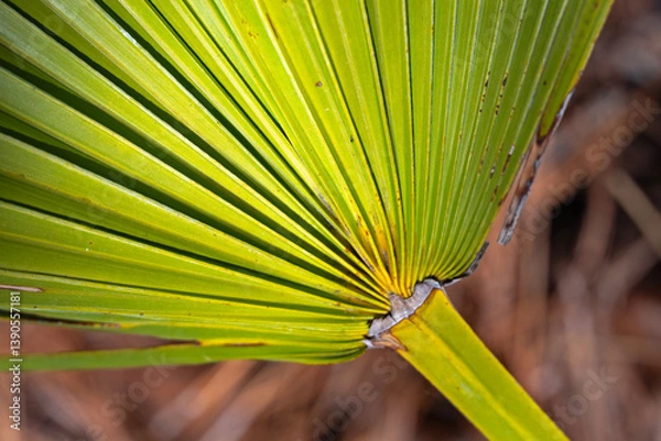 Fototapeta Close-up of palm frond, showing leaf base, petiole, and blades; landscape orientation.