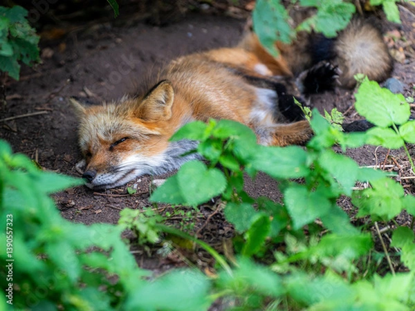 Obraz Fauler Fuchs chillt im Dickicht