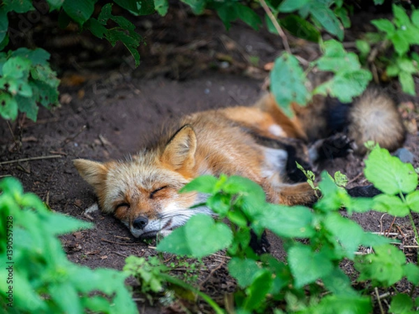 Fototapeta Fauler Fuchs im Wald mit geschlossenen Augen