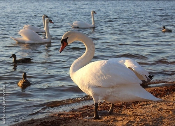 Obraz swans on the lake