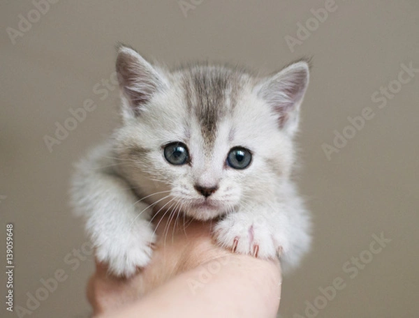 Fototapeta British kitten is being held in the hand