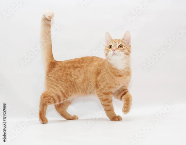 Fototapeta Ginger kitten