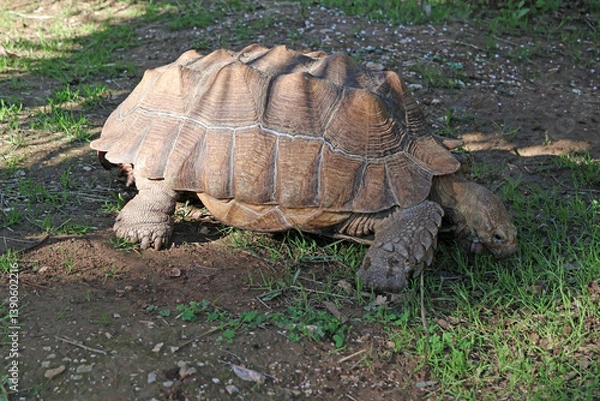 Obraz Promenade de la tortue