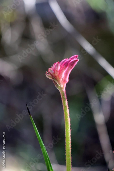 Obraz Fragilité de cette petite fleure rose