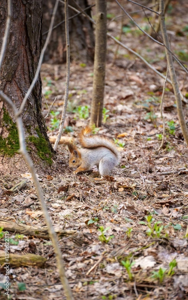 Obraz squirrel in the spring forest
