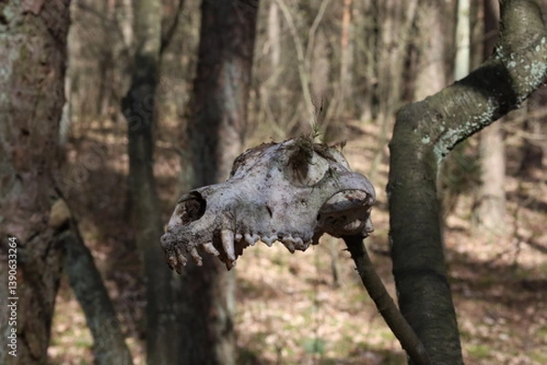 Obraz Fox's skull on the tree