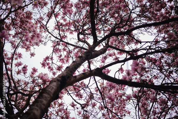 Fototapeta The blooming magnolia tree