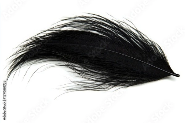 Fototapeta Black feather isolated on a white background