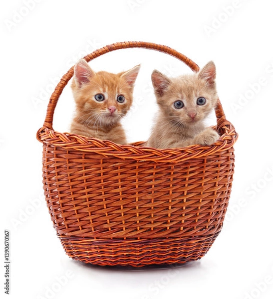 Obraz Kittens in a basket.