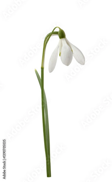 Fototapeta Closep of snowdrop flower isolated on white or transparent background
