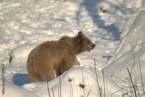 Fototapeta Bär im Schnee