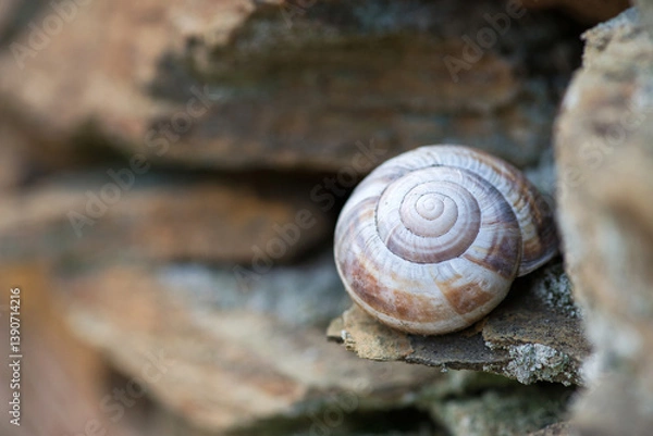Fototapeta Snail shell on stone slabs - selective focus