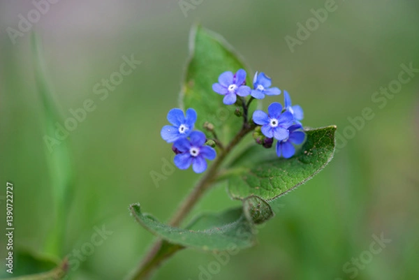 Obraz Small spring flower on a green background - selective focus, copy space.