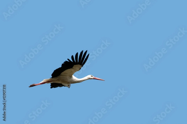 Obraz flying stork