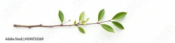 Obraz One isolated branch with a few small leaves on white background, solo branches, simplicity, single stem