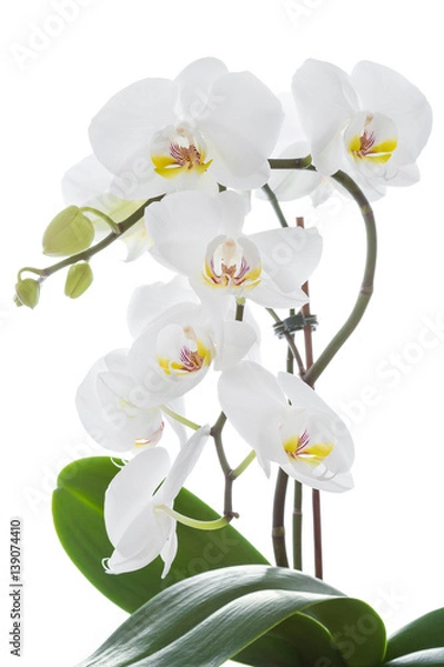 Obraz Biały kwiat orchidei z liśćmi