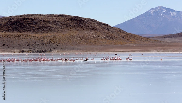 Fototapeta View of flamingos that gather in Uyuni lagoons