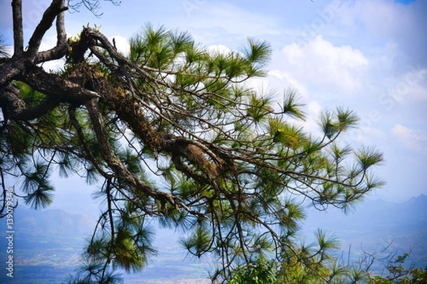 Obraz pine in phu kradueng