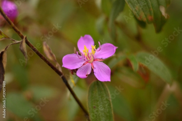 Obraz Purple flowers