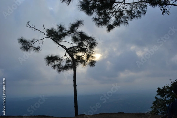 Obraz pine in phu kradueng