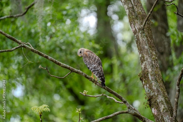 Fototapeta A lone Red-Shouldered Hawk scans its surroundings for unattentive prey