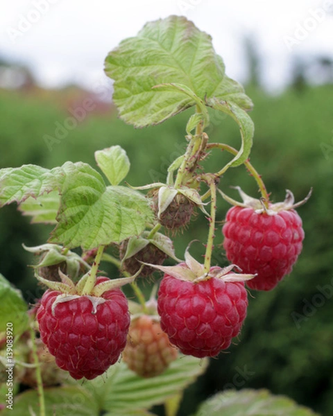 Obraz Rubus idaeus Elida