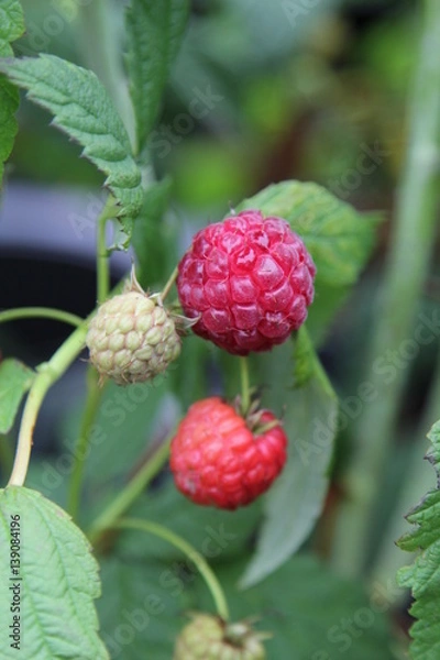 Obraz Rubus idaeus Meeker