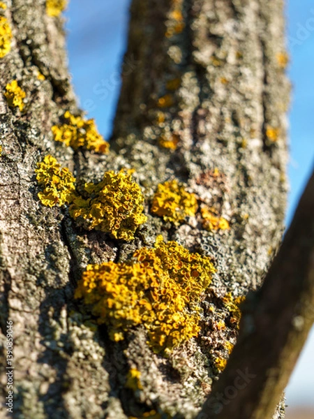 Fototapeta Vibrant yellow lichen covers the rough bark of a tree in a natural setting under clear blue skies, showcasing the beauty of nature's textures and colors.
