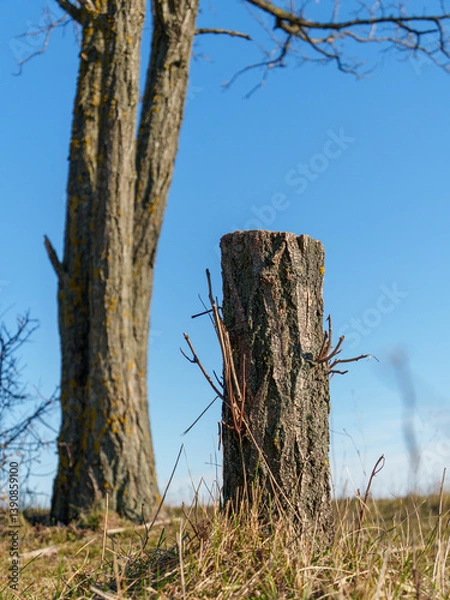 Fototapeta A tall tree stands next to a freshly cut tree stump in a grassy area. The clear blue sky and sunlight create a serene atmosphere in this natural setting.